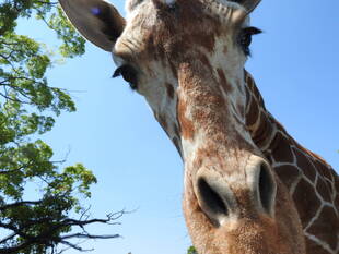 サバンナエリアの１ショットブログ　その１３