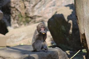 ニホンザルと八朔