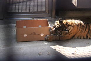 子トラの成長記録・・・その56