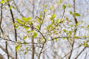 ズーラシアで咲く桜⑧