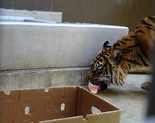 ラウトの状況-⑨