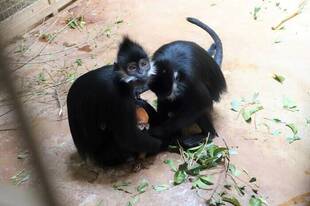 赤ちゃんは大人気！