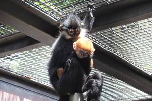 アマナツとロンロン③