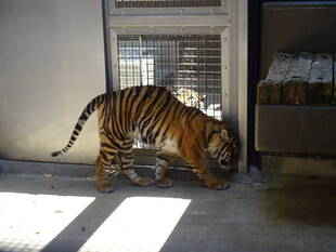 お隣さんは優しいのかな??