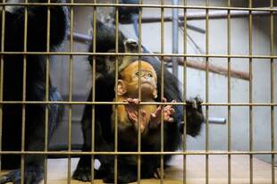 アマナツとロンロン①