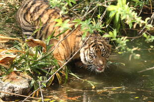 子トラの成長記録・・・その59