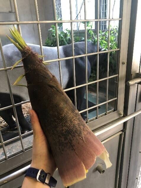 旬の食べ物バクバク♪の写真