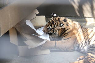 段ボール、大好き!!