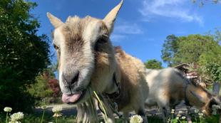 バードショーステージにて