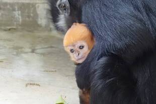 アマナツとロンロン②