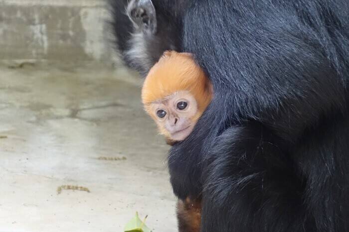アマナツとロンロン②の写真