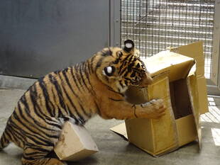 段ボール、再び・・・