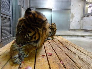 ガンターだけ・・・