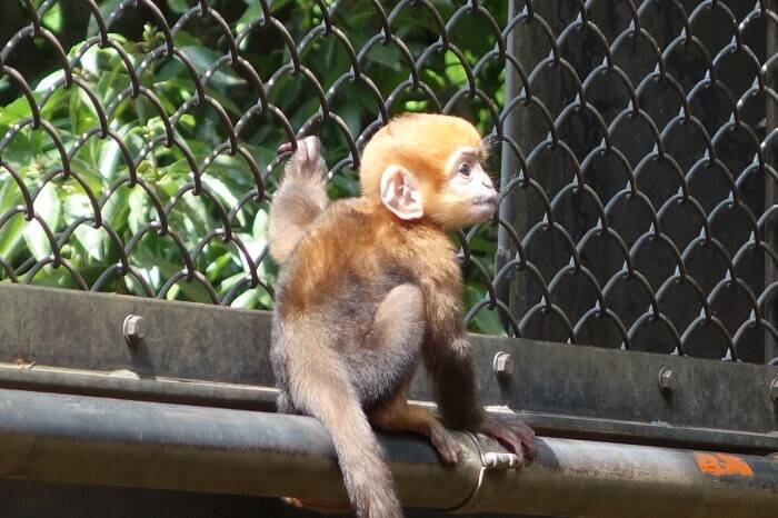 アマナツとロンロン④の写真