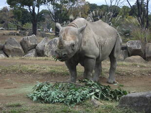 サバンナエリアの１ショットブログ　その１４