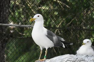 カモメいるんですよ