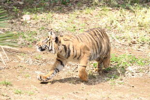 ムジュの遊び相手は??