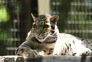 アニル（ウンピョウ）の近況