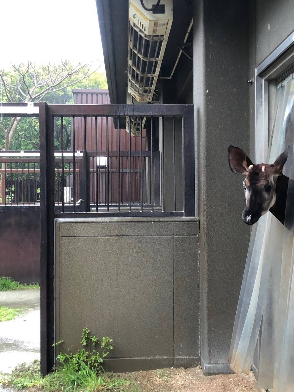 長い長い休園日・・・の写真
