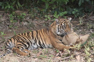 子トラの成長記録・・・その60