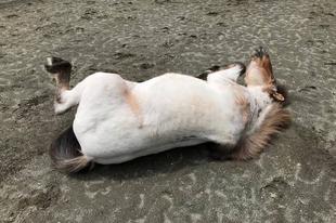 ゴロゴロの後に・・・