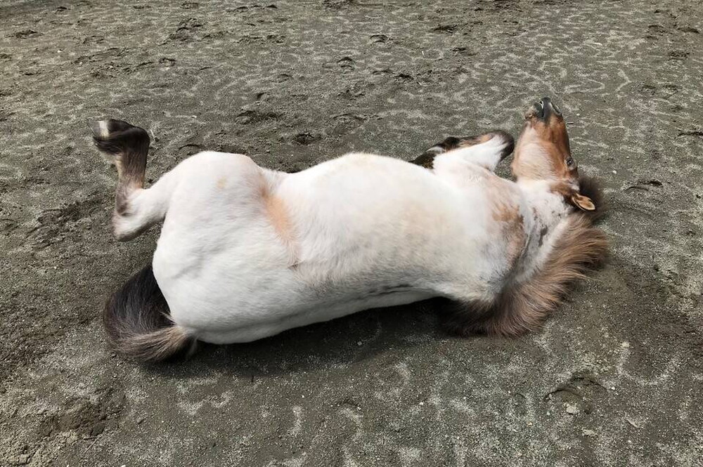 ゴロゴロの後に・・・の写真