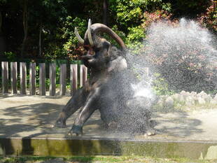 豪快な水浴び!!