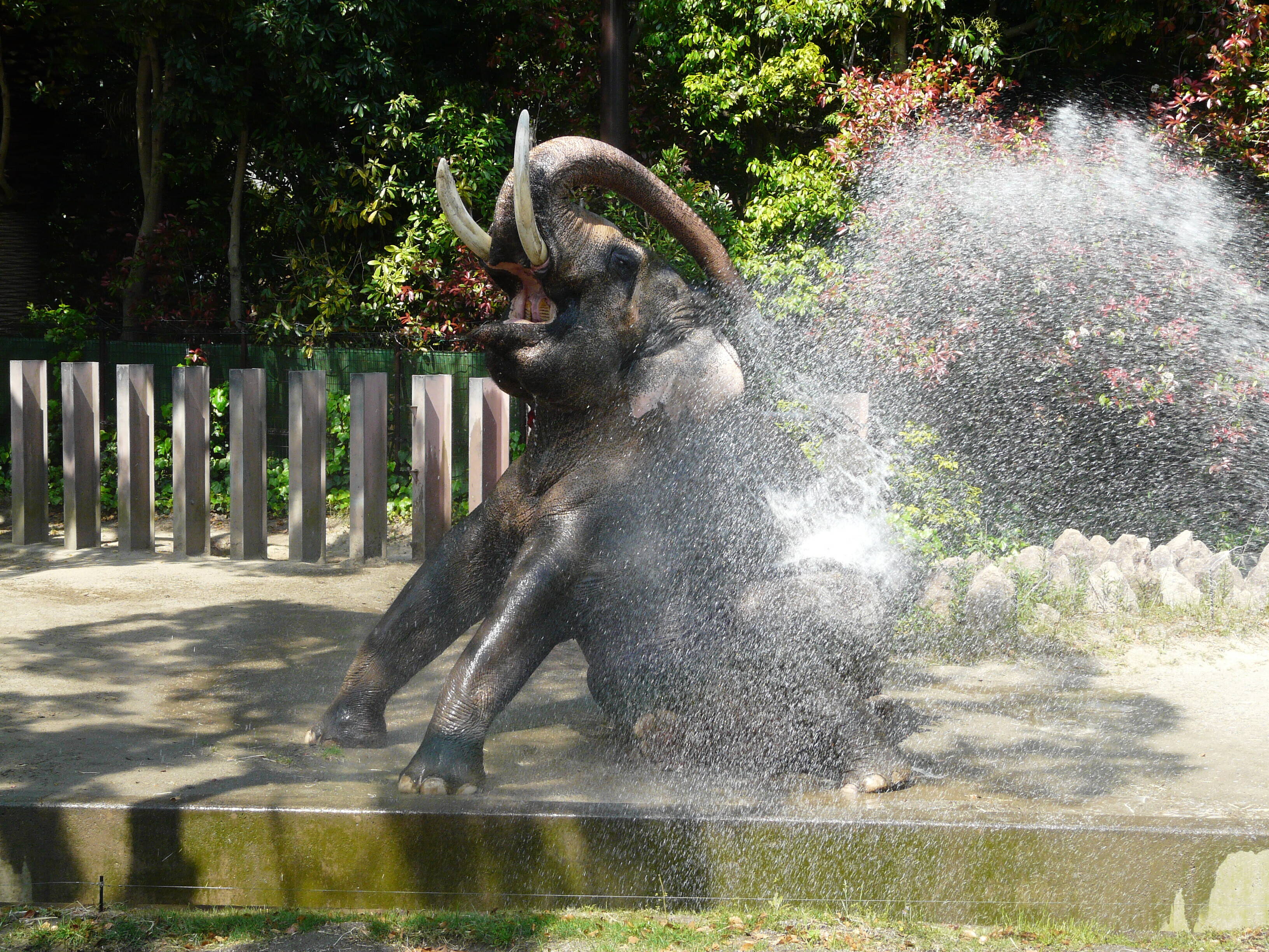 豪快な水浴び!!の写真