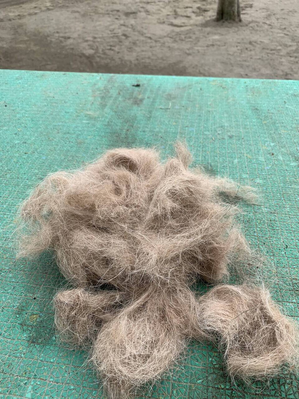 換毛期でごっそりの写真