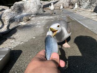 カモメのご飯（後編）