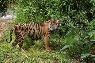 公開初日のラウト