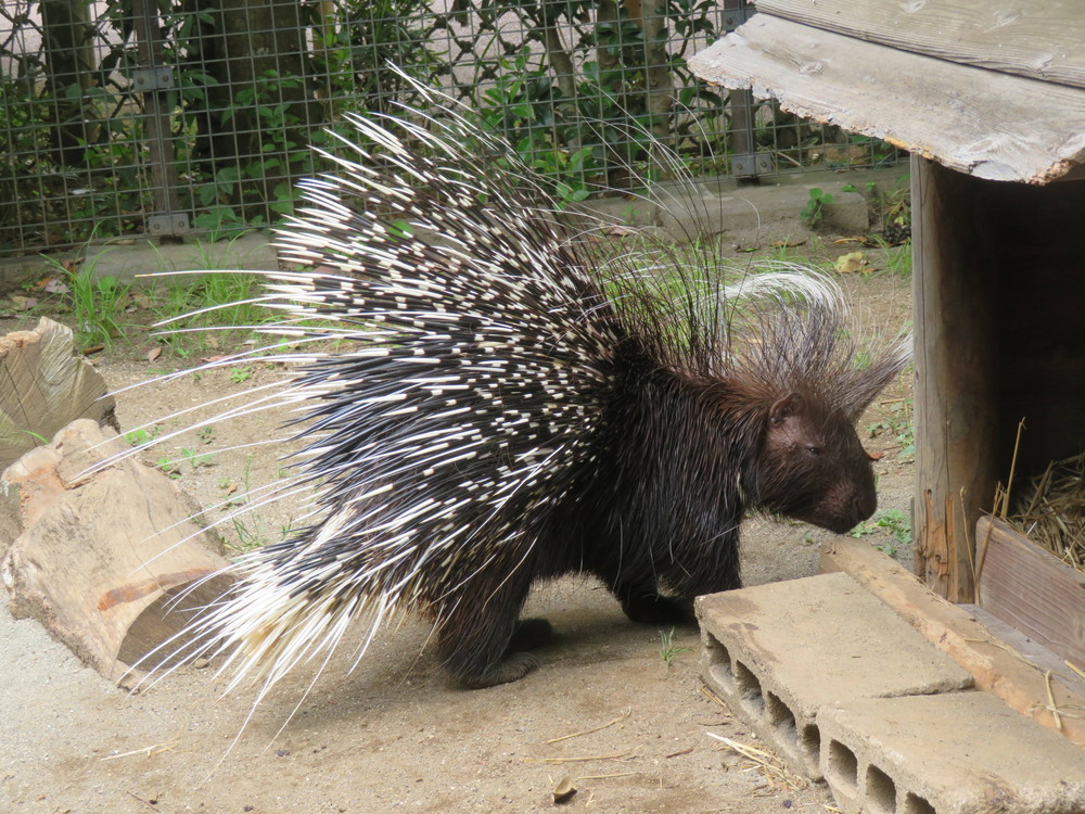 ジューンベリーの実が落ちての写真