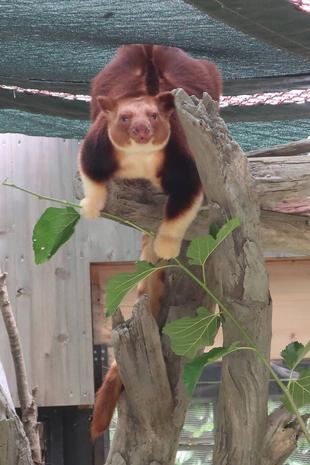セスジキノボリカンガルーの尾事情