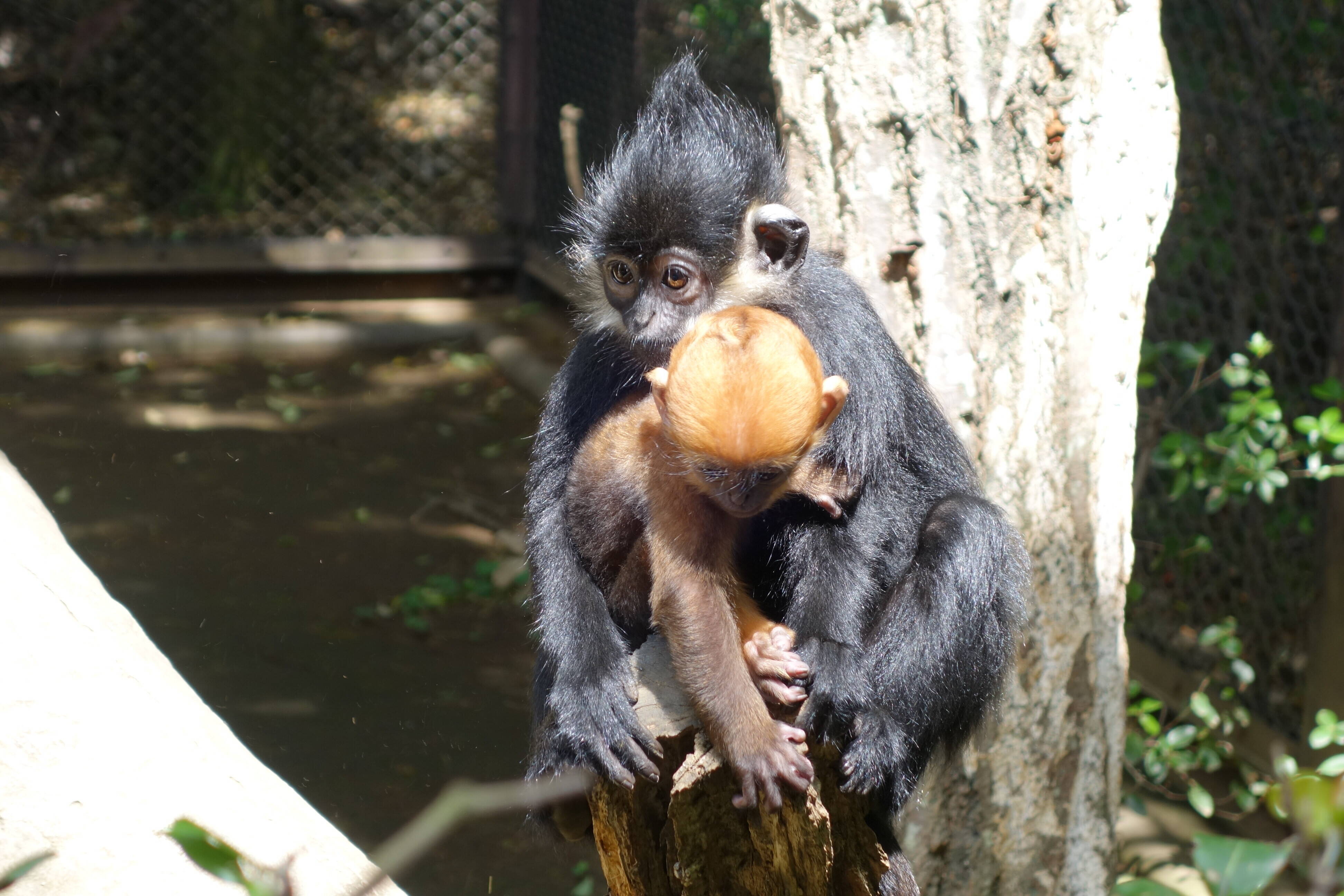 アマナツとロンロン⑤の写真