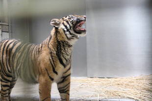 今日は勝手にムジュ（610→6月10日）の日