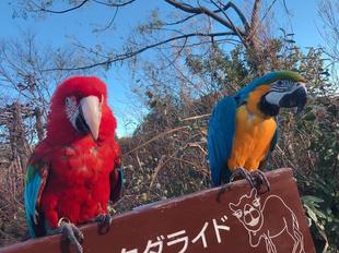 歯はないけど...磨いてます。インコ編