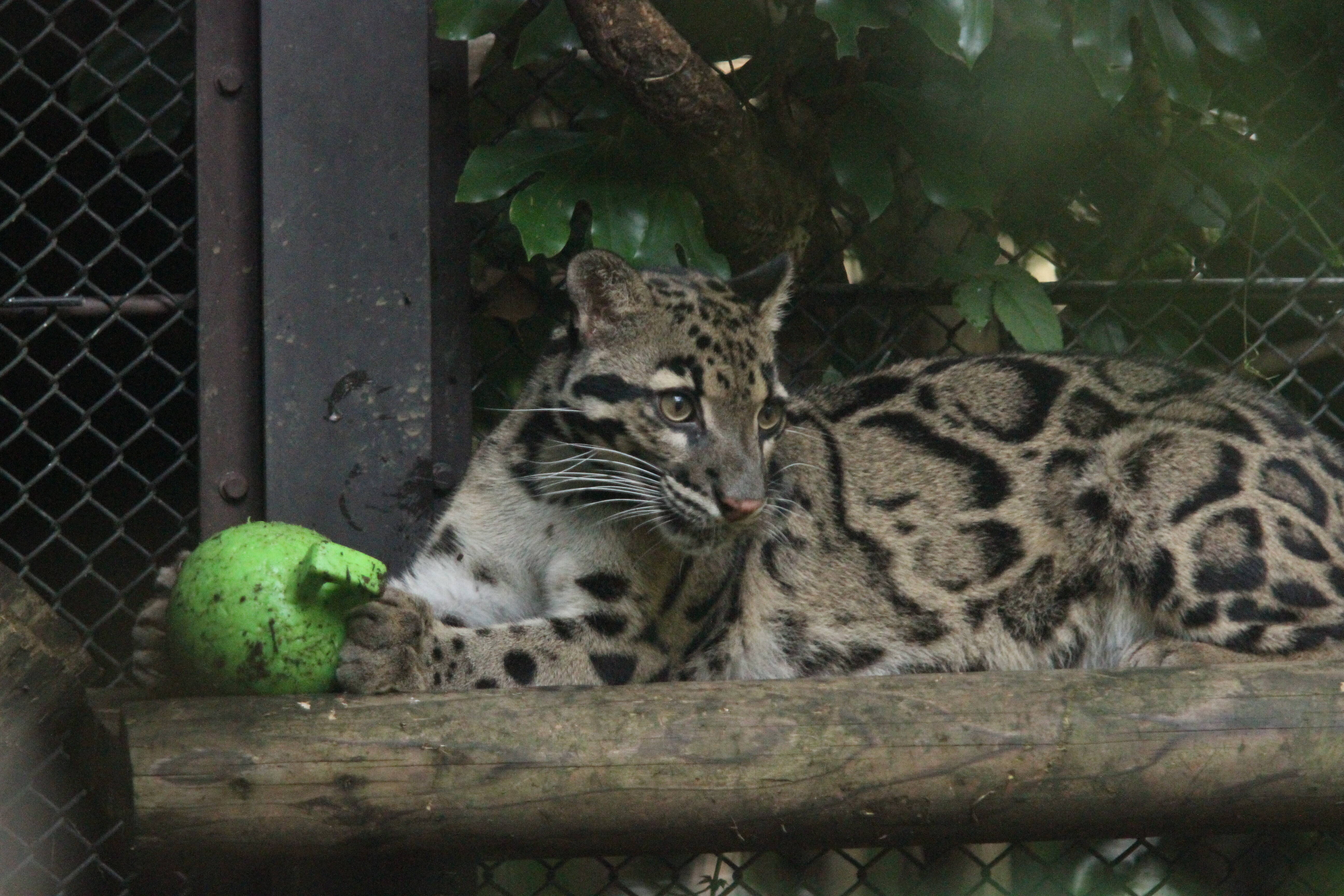 ウンピョウ、タヤの遊び・・・②の写真