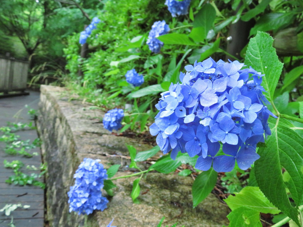 アジサイが咲きましたの写真