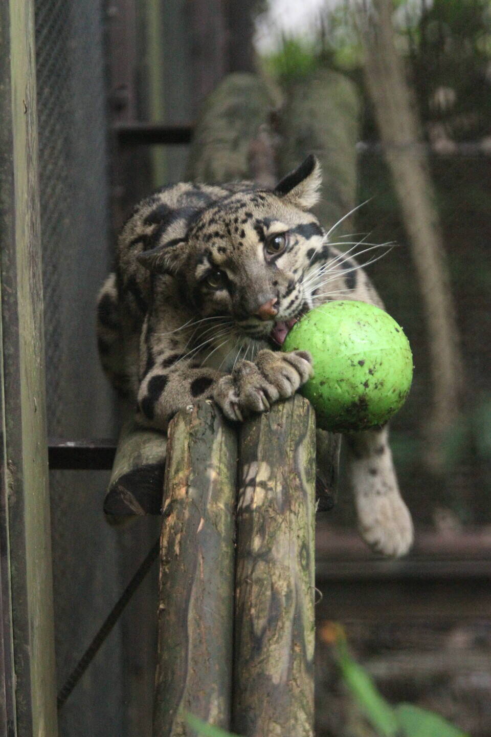 ウンピョウのタヤの遊び・・・①の写真