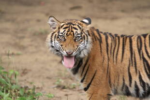 勝手に目出度い！