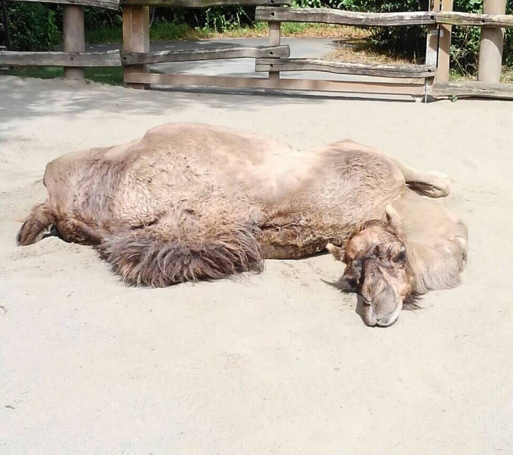 きれいさっぱり!にはなりましたが...の写真