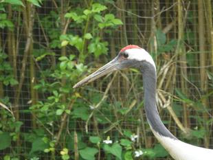 タンチョウ展示場デビュー！
