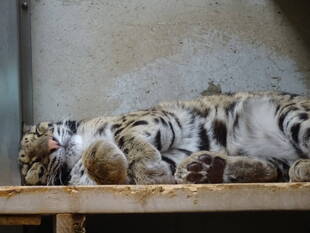 アニルの寝姿ZZZ