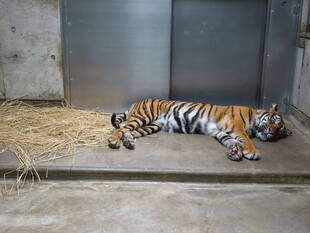 藁はいらないんだね?!