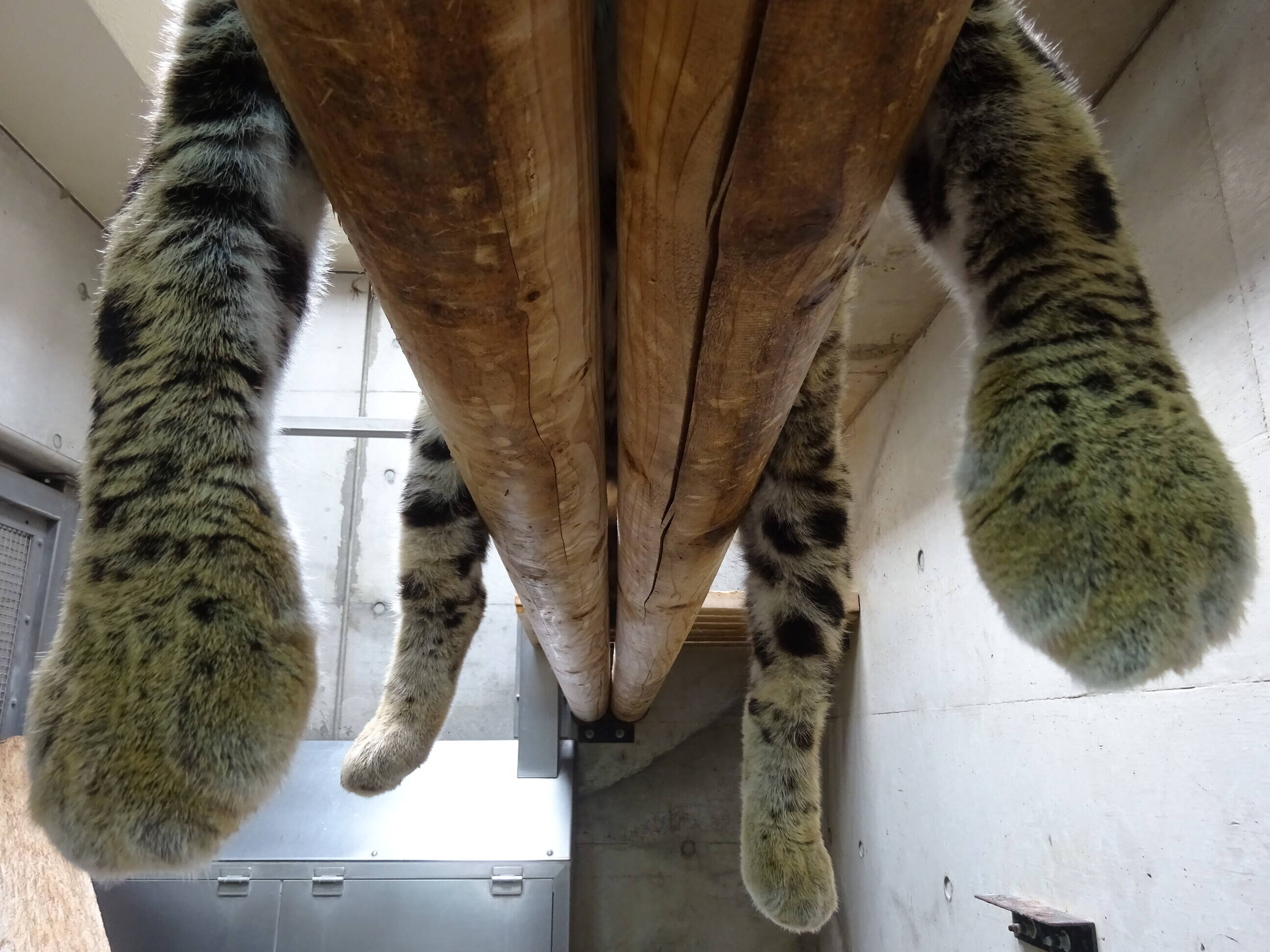 展示場でも見られるかも??の写真