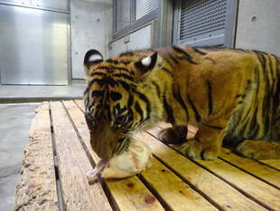 スノコって便利ね!