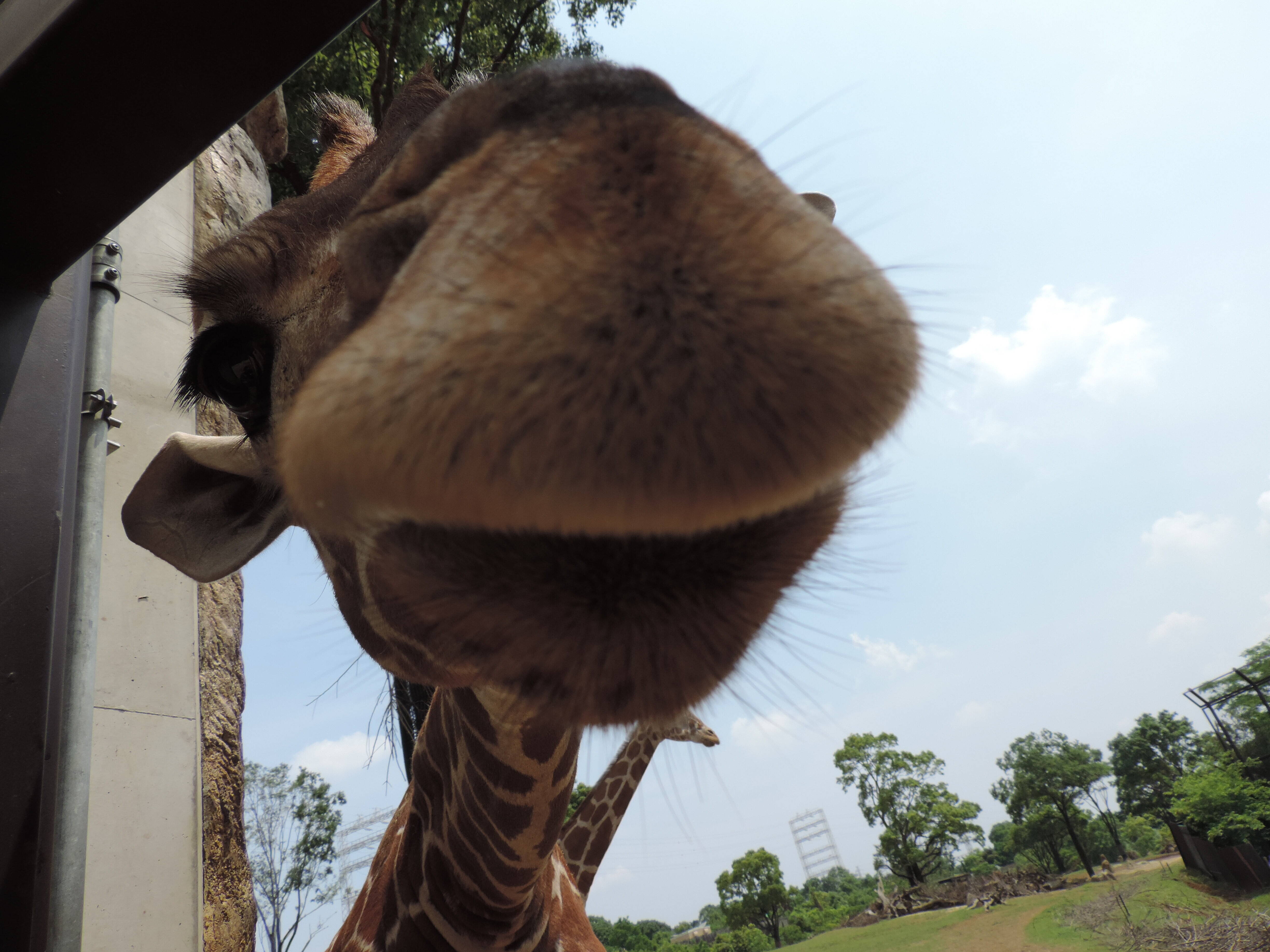 キリン屋内観覧所は当面の間、閉鎖となりますの写真