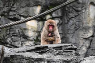 速報！ニホンザル赤ちゃん誕生♪