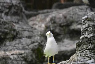 カモメの恋（ウミネコ編）