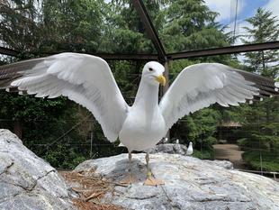 カモメの恋（キアシセグロカモメ編）